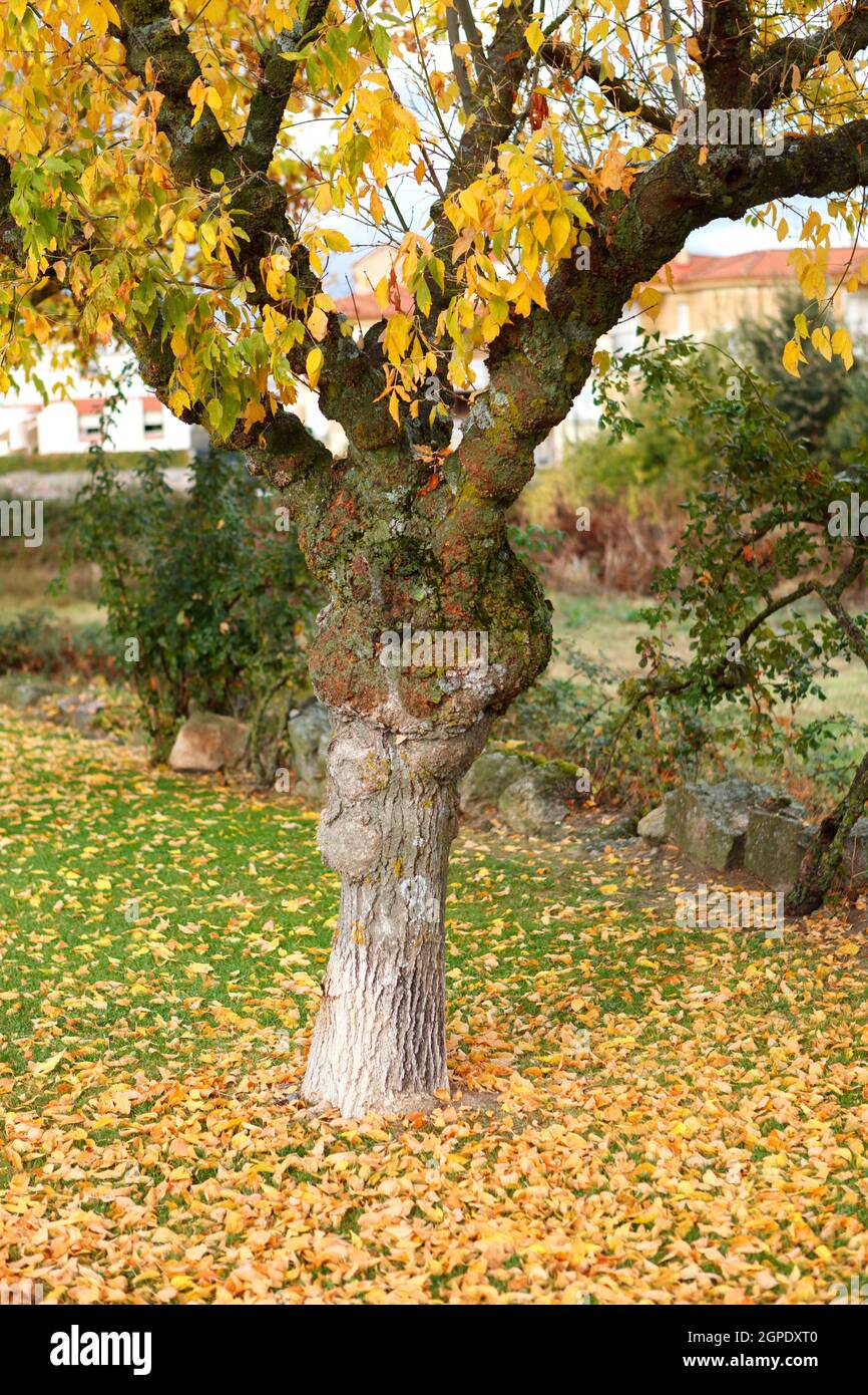 Parc solitaire plein de feuilles jaunes couvrant le sol Banque D'Images