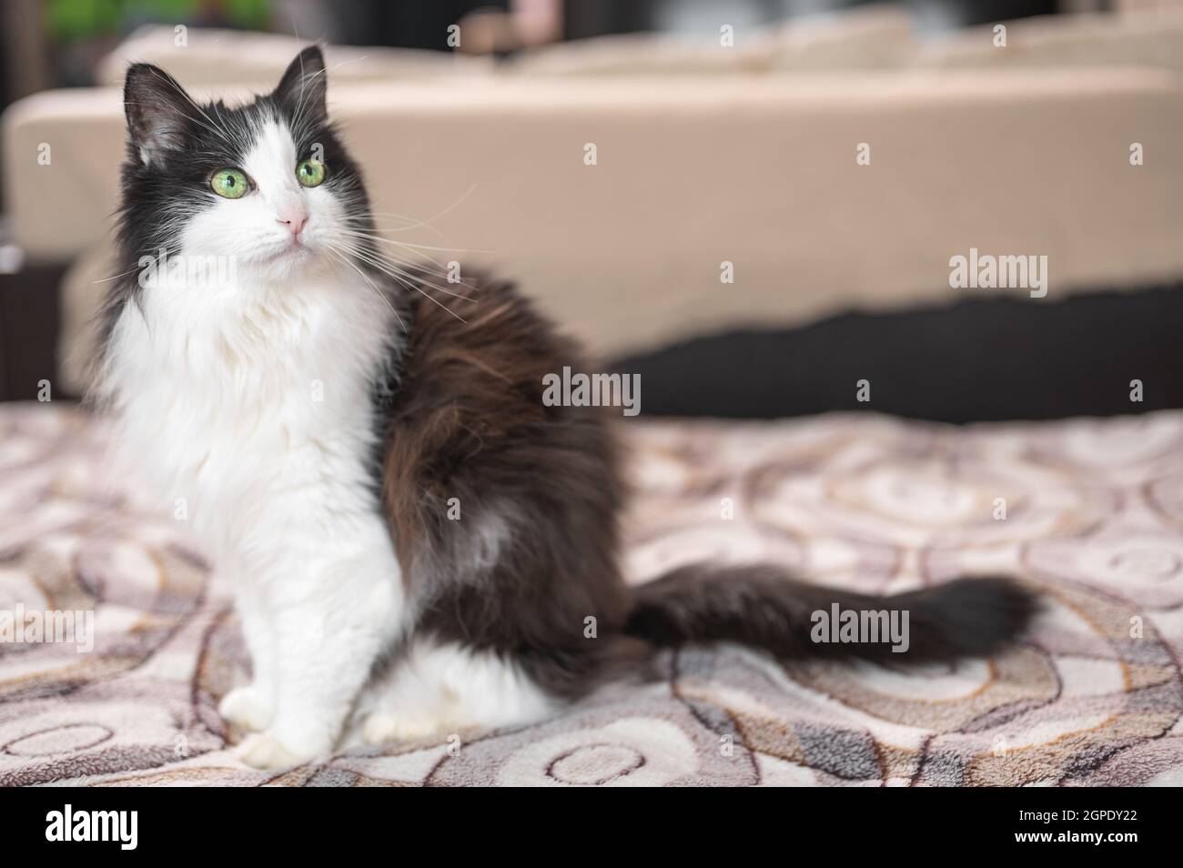 Felix Chat Noir Et Blanc Banque D Image Et Photos Alamy