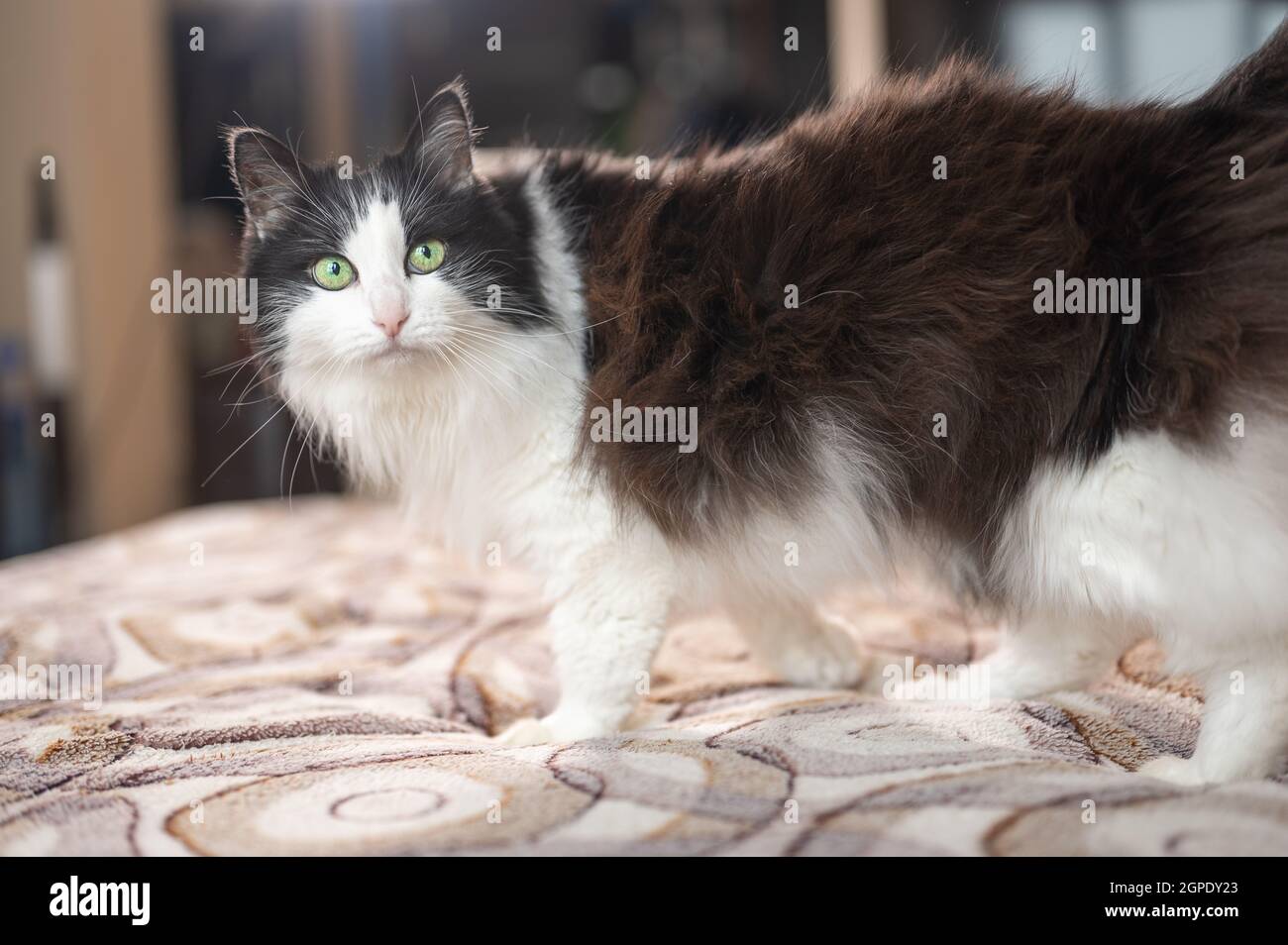 chat domestique couleur noir et blanc felix à la maison dans un appartement dans un habitat familier, à l'intérieur. Chat noir et blanc debout sur un canapé Banque D'Images