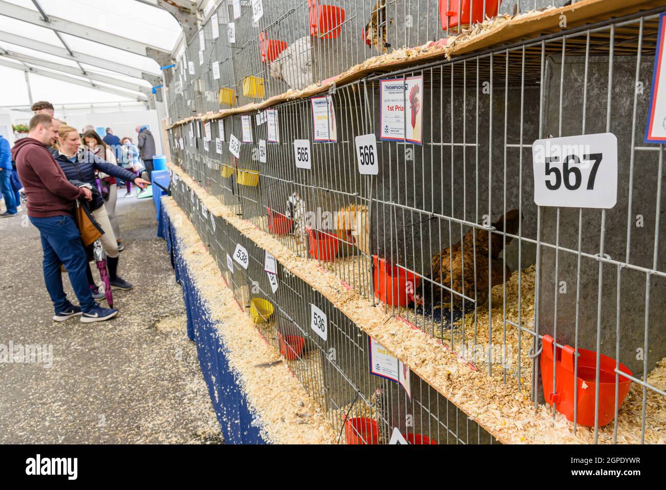 Poulets en cage exposés dans la zone avicole du Balmoral Show, Lisburn, Irlande du Nord, Royaume-Uni Banque D'Images