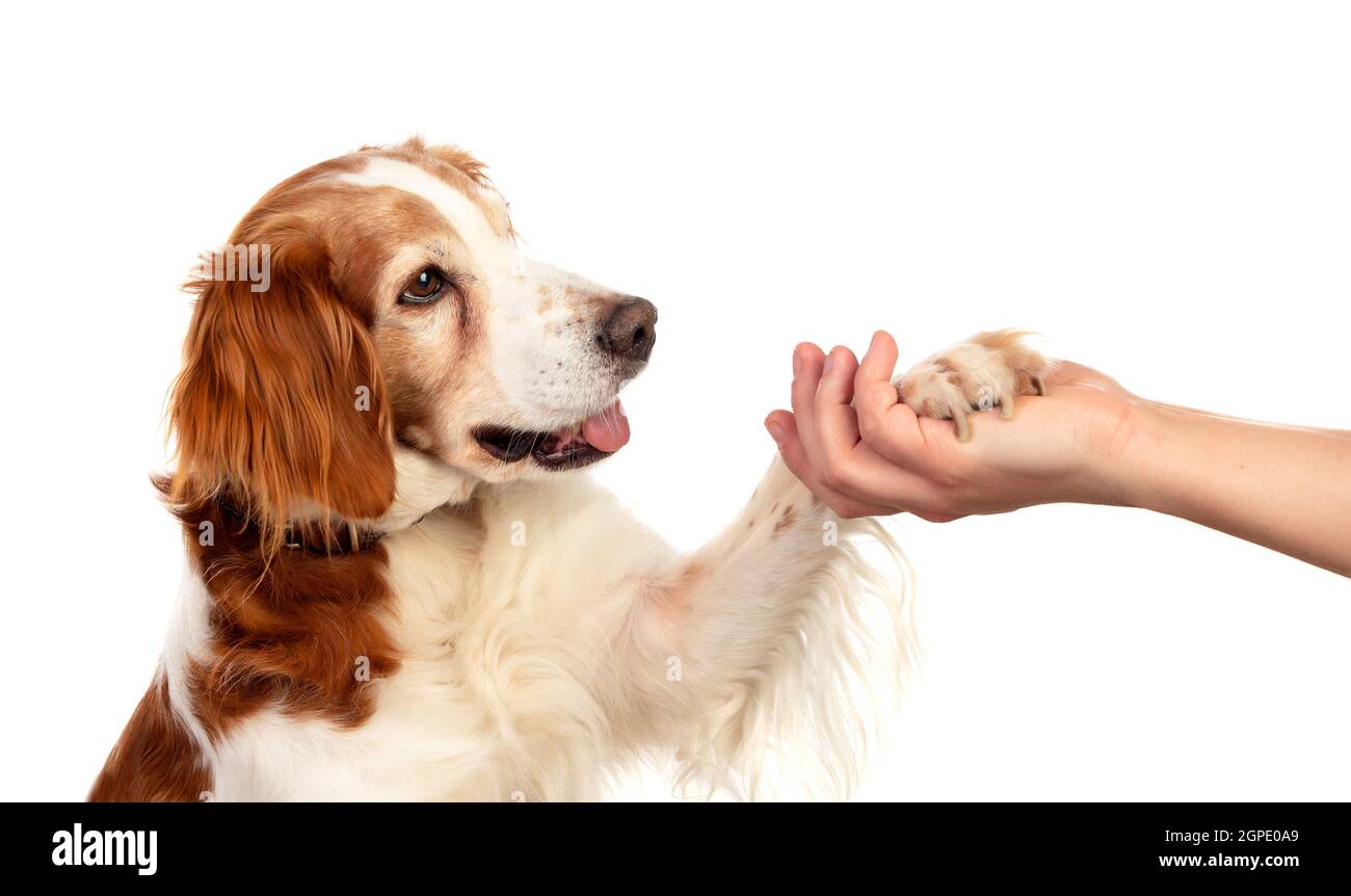 L'amitié entre un chien et son propriétaire isolé sur fond blanc Banque D'Images