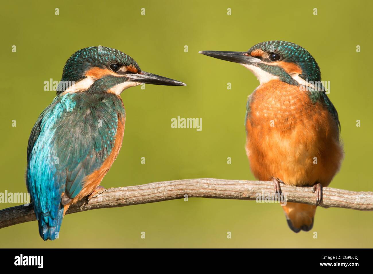 Couple de martin-pêcheurs dans la nature. Deux oiseaux tomber en amour Banque D'Images
