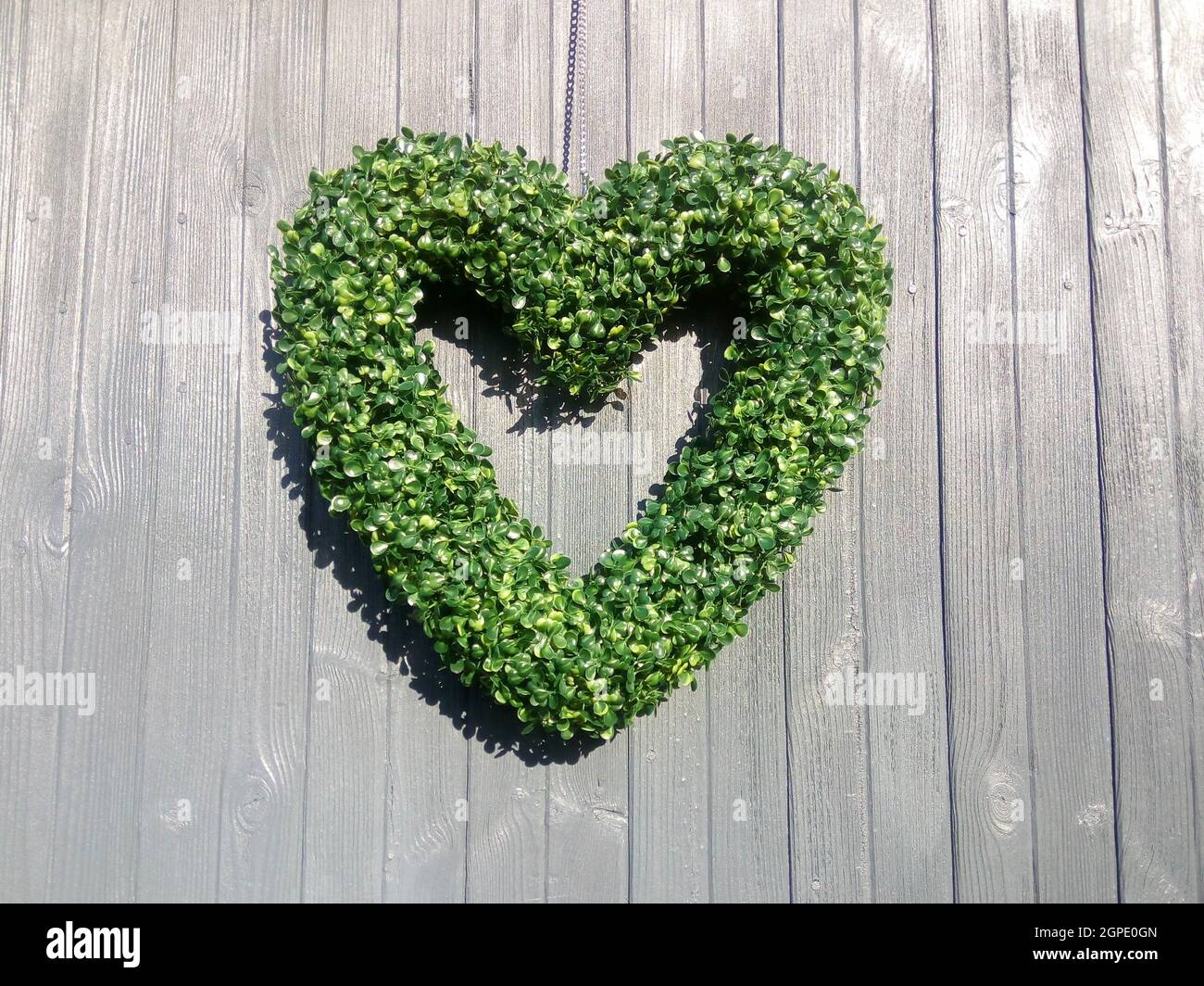 Coeur vert sur fond en bois gris. Feuillage en forme de coeur avec espace de copie Banque D'Images