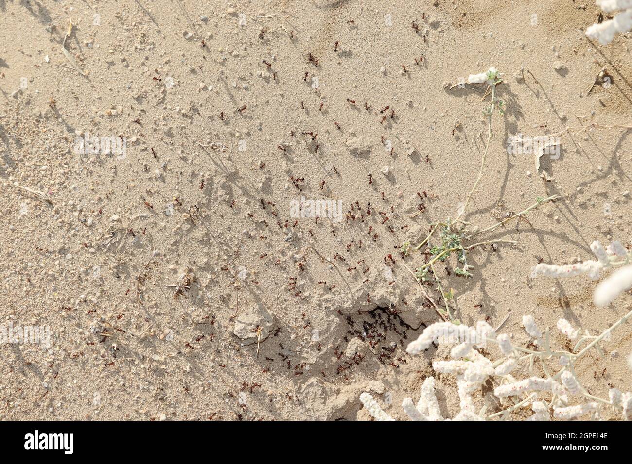 Gros plan d'un groupe dangereux de milliers de petits fourmis qui marchent près de la colonie ou de la colline fourrante. Concept à fourmis nature , fourmis habitude, fourmis travail d'équipe Banque D'Images