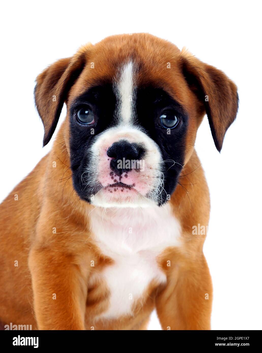 Portrait d'un adorable chiot boxer isolé sur un fond blanc Banque D'Images