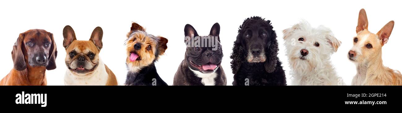 Différents chiens looking at camera isolé sur fond blanc Banque D'Images