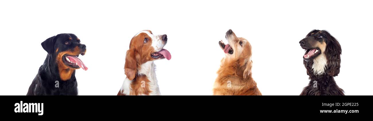 Différents chiens looking at camera isolé sur fond blanc Banque D'Images