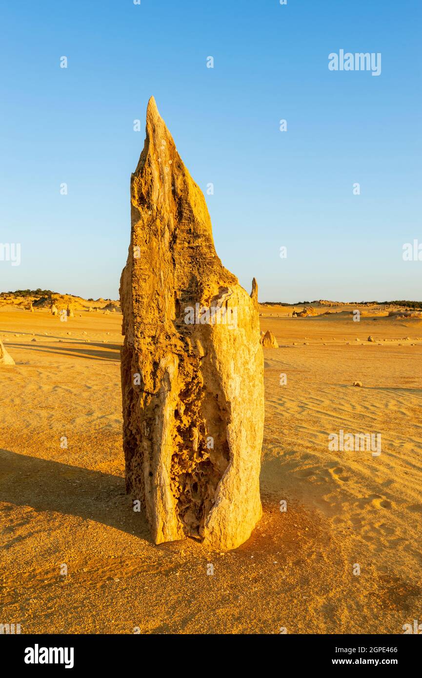 Forme pointue d'une formation de calcaire érodée au désert des Pinnacles, une attraction touristique populaire, le parc national de Nambung, Cervantes, l'ouest de l'Austr Banque D'Images