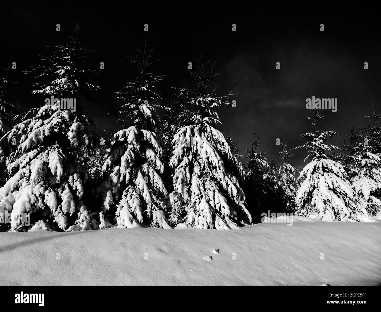neige blanc froid hiver magnifique glace arbres paysage Banque D'Images