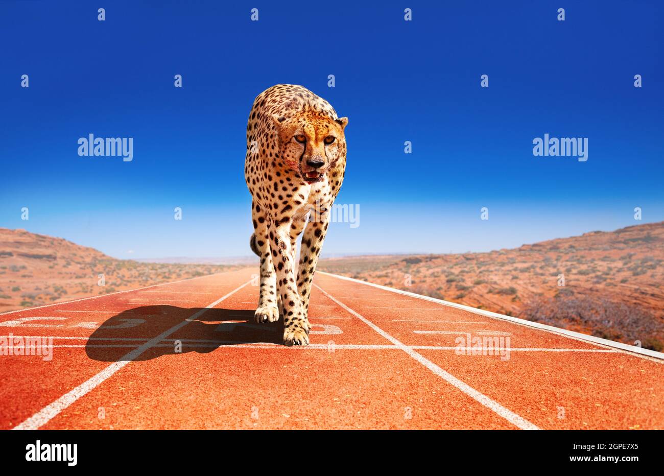 Cheetah avec prédateur look sur une piste de course de sprint Banque D'Images