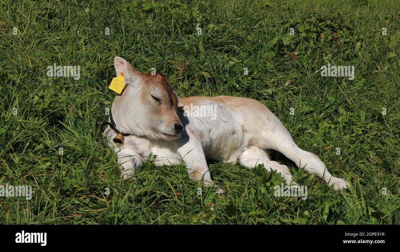 Veau mignon dormant sur un pré vert, race rare Raetisches Grauvieh Banque D'Images