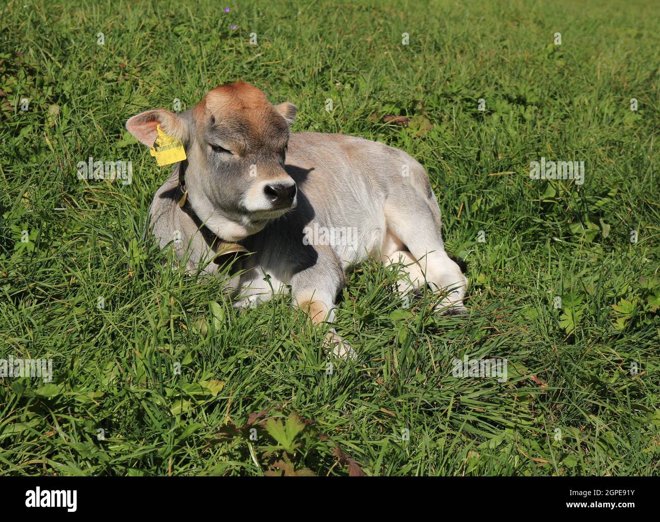 Raetisches veau Grauvieh dormir sur un pré vert Banque D'Images