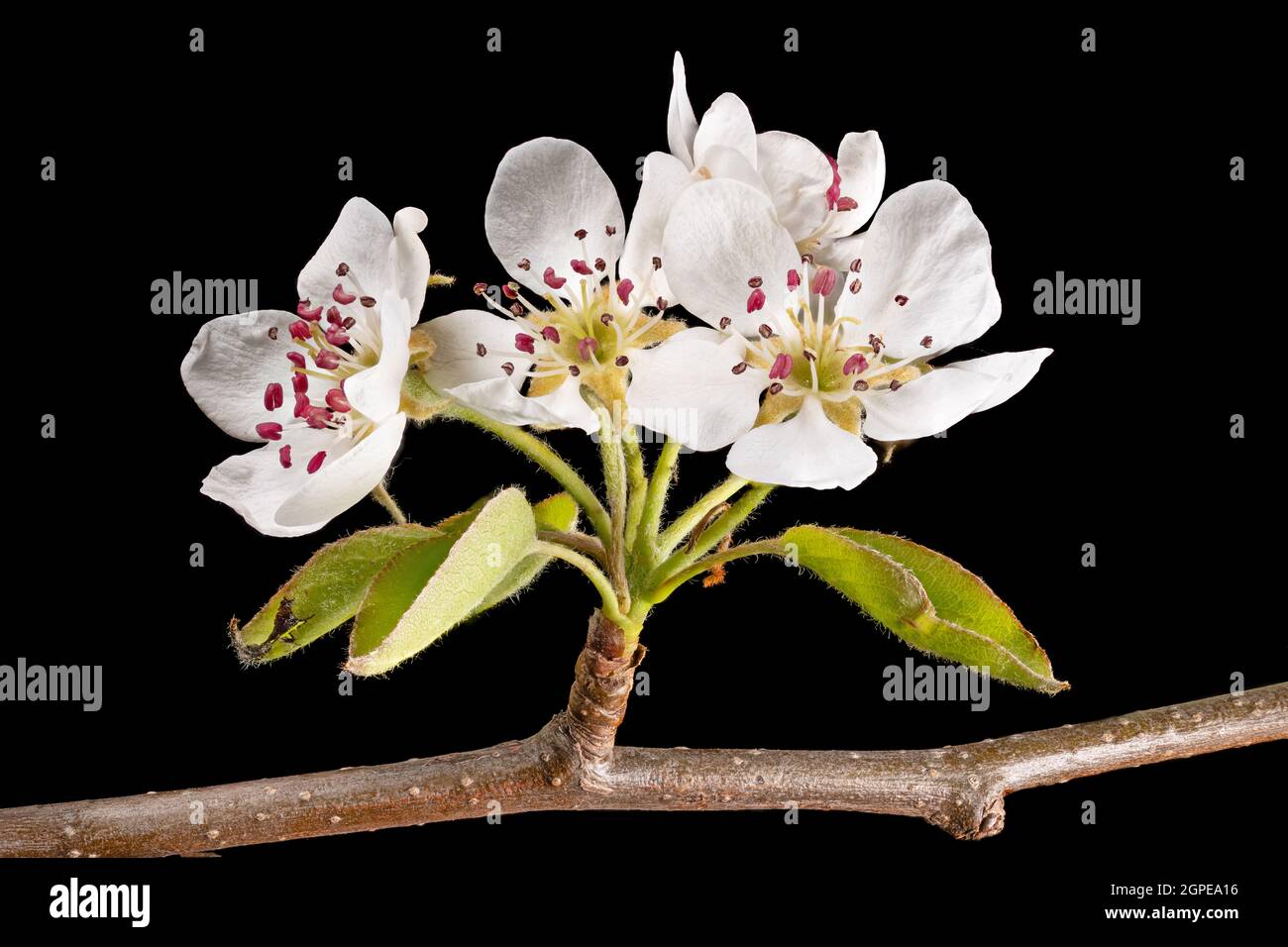Plan détaillé d'une branche de pommier avec des fleurs, des bourgeons et des feuilles devant un arrière-plan flou isolé sur fond noir Banque D'Images