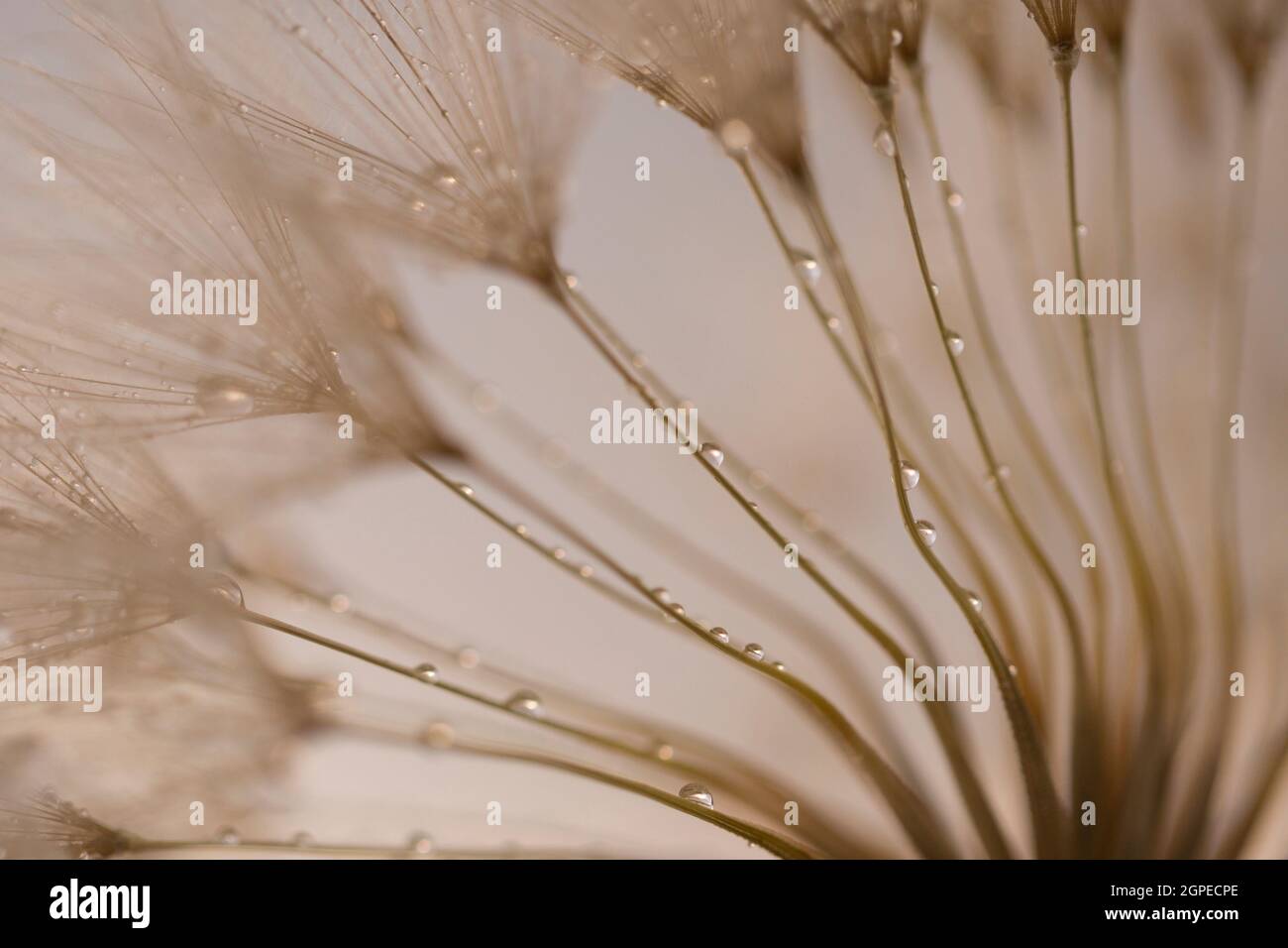 Extreme close up d'un Pissenlit blowball Banque D'Images