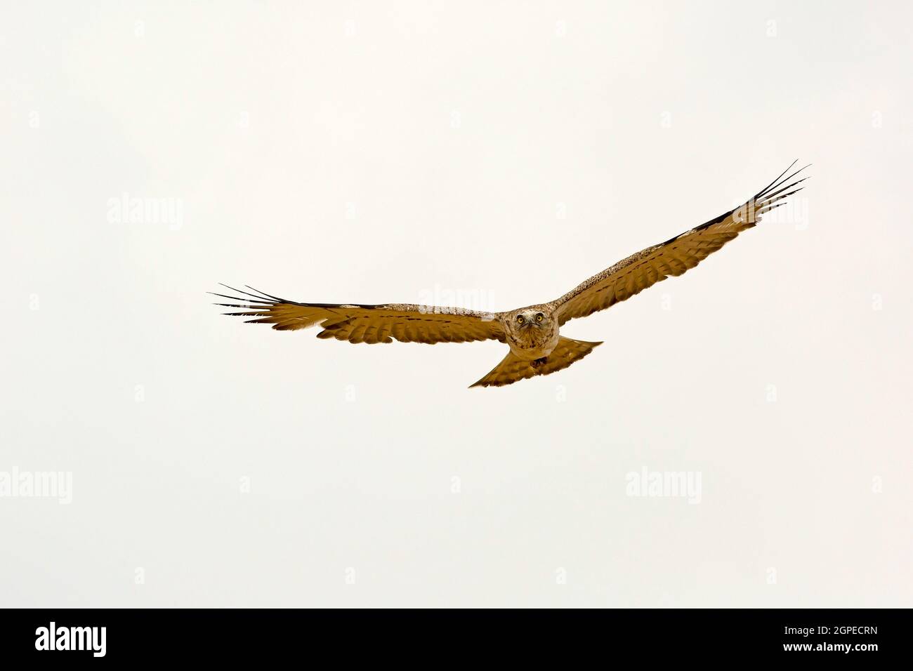 Aigle à serpent à bout court (Circaetus gallicus) en vol. Cet oiseau de proie se trouve dans tout le bassin méditerranéen, la Russie et le Moyen-Orient, et Banque D'Images