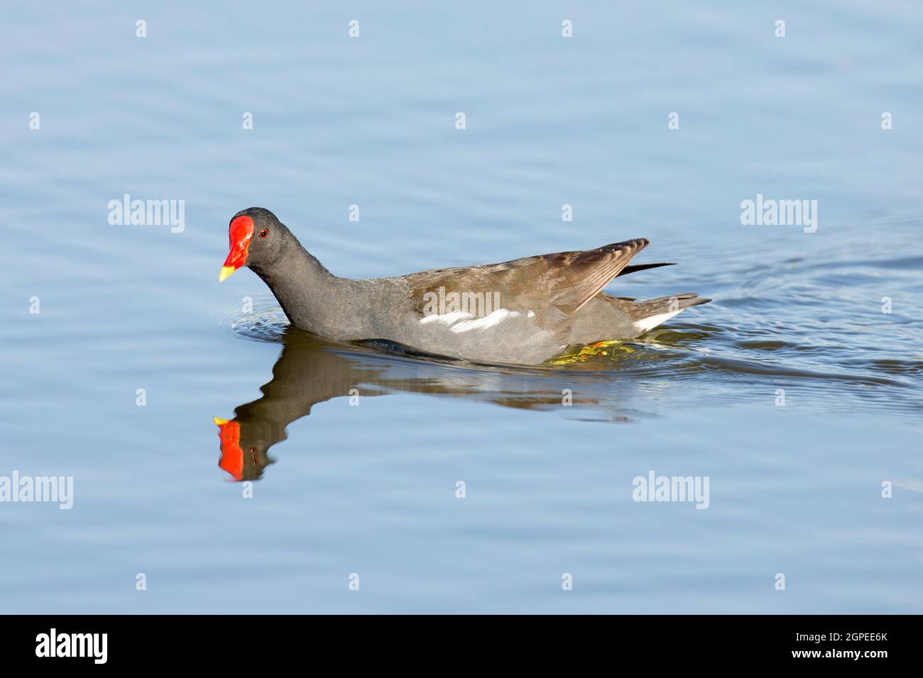 Le mooren commun (Gallinula chloropus) nage dans un étang. Photographié en Israël en juin Banque D'Images