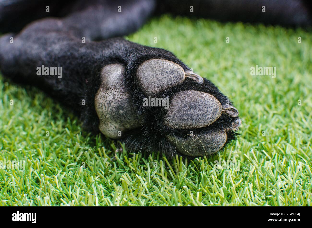 Gros plan sur les pattes de chien Black Labrador Retriever. Détails macro sur les griffes, la fourrure et les coussinets pour les soins à domicile ou les vétérinaires Banque D'Images