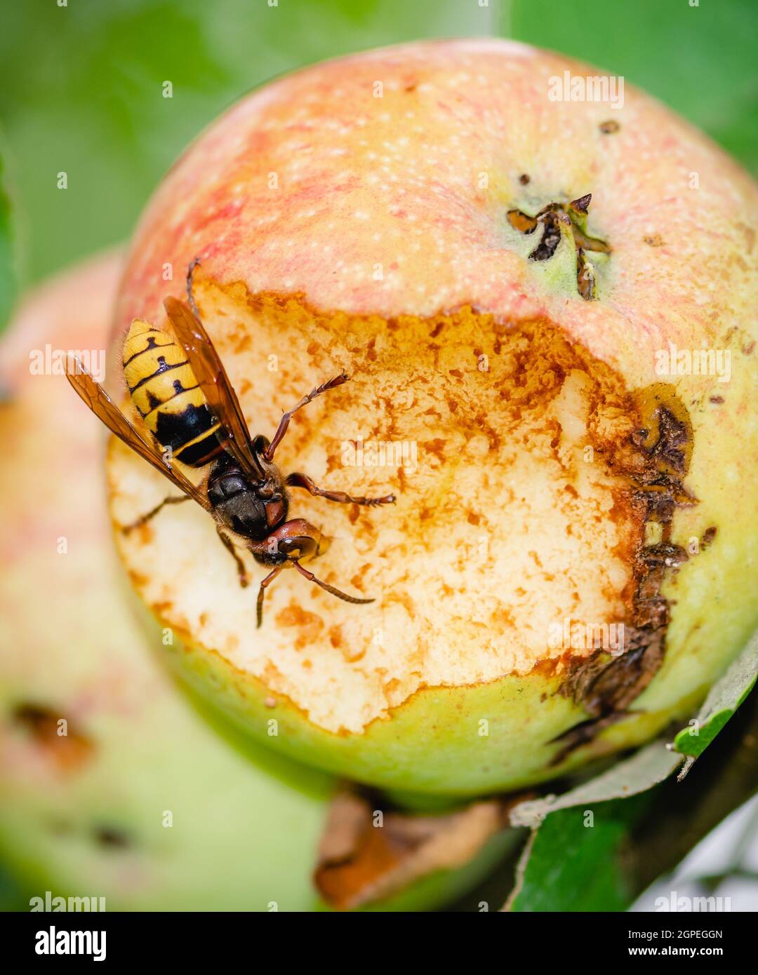 Guêpe européenne géante ou crabre Vespa mangeant une pomme accrochée à un arbre, gros plan, vertical Banque D'Images