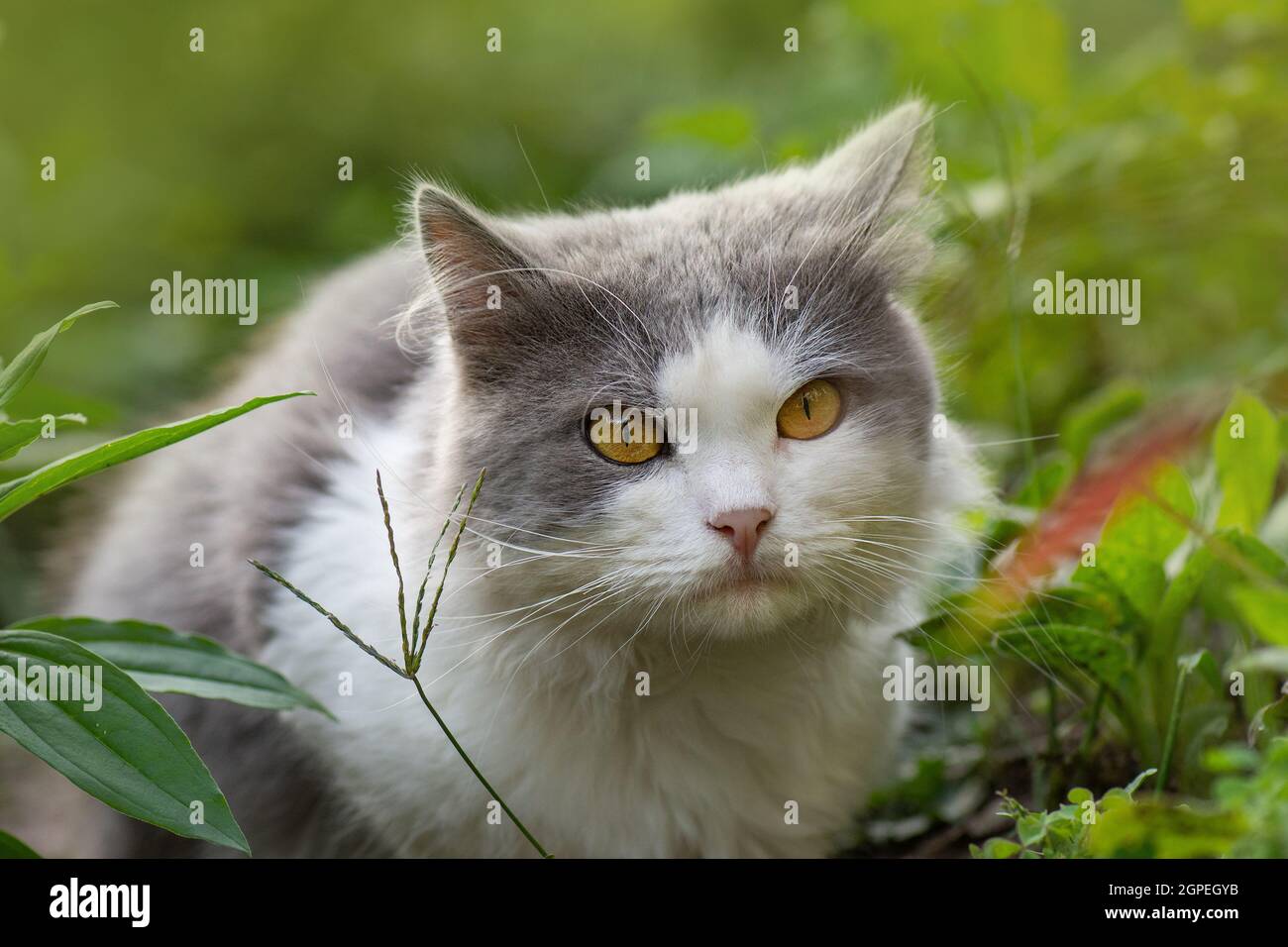 Joli chat mignon est assis sur la nature. Chaton assis dans des fleurs.Jeune chat dans l'herbe Banque D'Images
