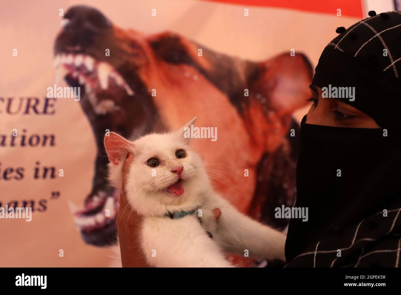 Chennai, Tamil Nadu, Inde. 29 septembre 2021. Un chat attend d'être vacciné avec une dose d'un vaccin anti-rage à l'occasion de la Journée mondiale de la rage à l'hôpital universitaire vétérinaire Tamil Nadu à Chennai. (Credit image: © Sri Loganathan/ZUMA Press Wire) Credit: ZUMA Press, Inc./Alay Live News Banque D'Images