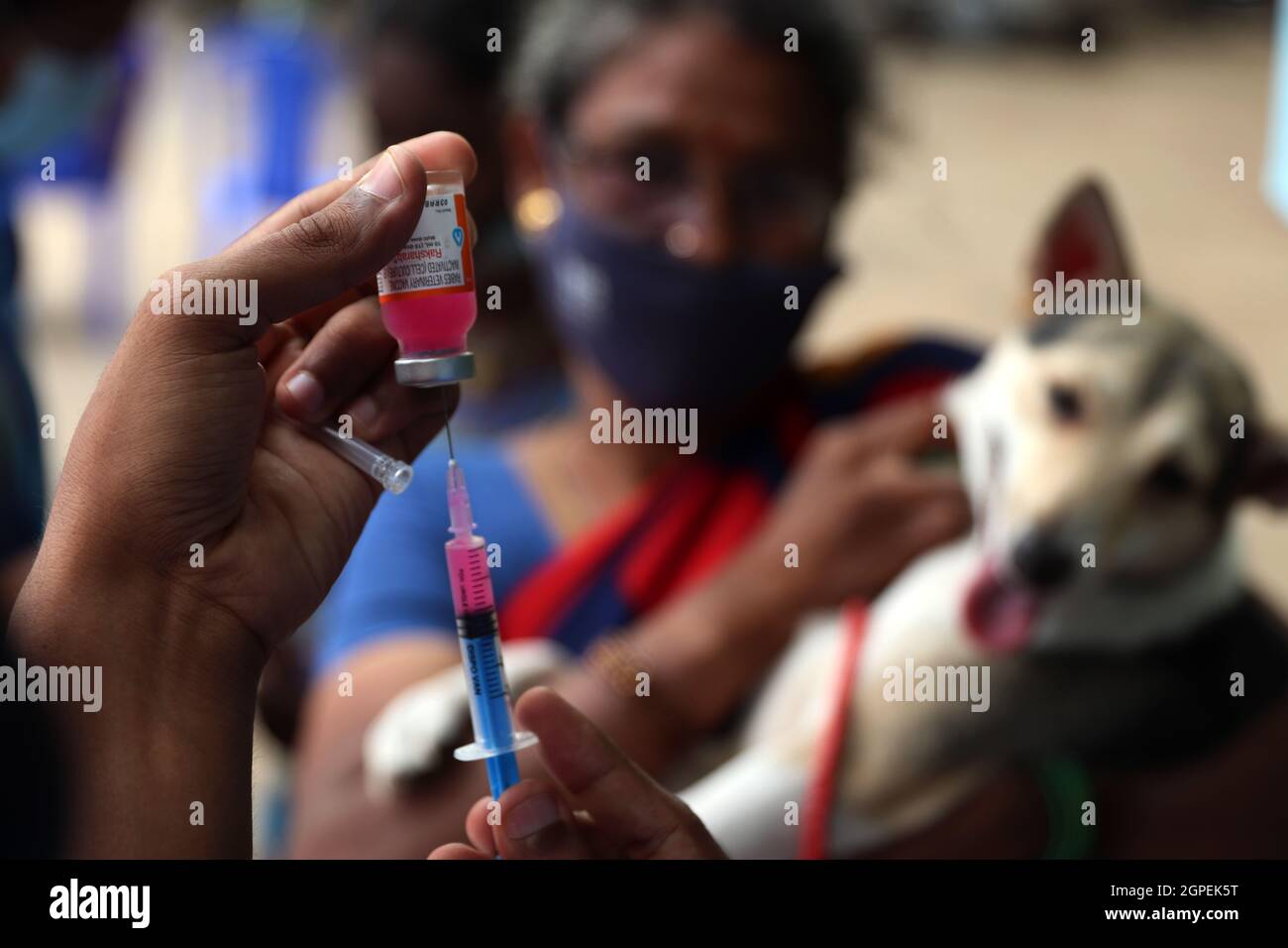 Chennai, Tamil Nadu, Inde. 29 septembre 2021. Un vétérinaire se prépare à vacciner un chien avec une dose d'un vaccin anti-rage à l'occasion de la Journée mondiale de la rage à l'hôpital universitaire vétérinaire du Tamil Nadu à Chennai. (Credit image: © Sri Loganathan/ZUMA Press Wire) Credit: ZUMA Press, Inc./Alay Live News Banque D'Images