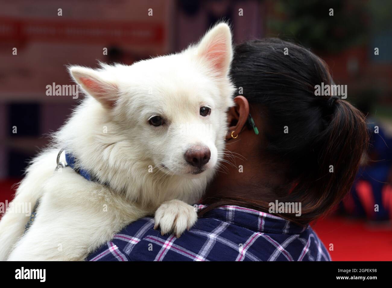 Chennai, Tamil Nadu, Inde. 29 septembre 2021. Une femme se présente pour vacciner son chien avec une dose d'un vaccin antirabique à l'occasion de la Journée mondiale de la rage à l'hôpital universitaire vétérinaire du Tamil Nadu à Chennai. (Credit image: © Sri Loganathan/ZUMA Press Wire) Credit: ZUMA Press, Inc./Alay Live News Banque D'Images