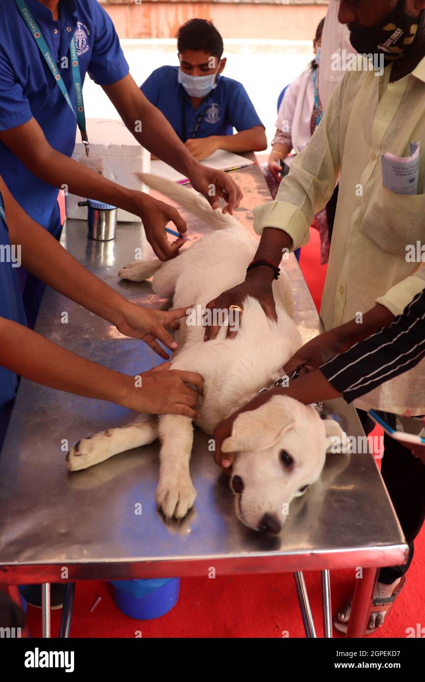 Chennai, Tamil Nadu, Inde. 29 septembre 2021. Un vétérinaire vaccine un chien avec une dose d'un vaccin anti-rage à l'occasion de la Journée mondiale de la rage à l'hôpital universitaire vétérinaire du Tamil Nadu à Chennai. (Credit image: © Sri Loganathan/ZUMA Press Wire) Credit: ZUMA Press, Inc./Alay Live News Banque D'Images