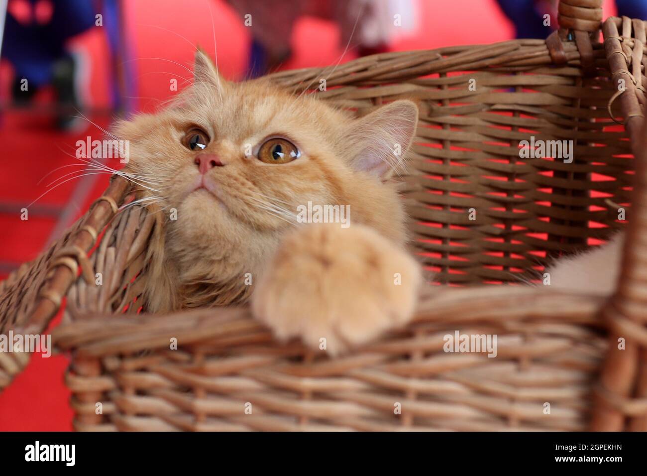 Chennai, Tamil Nadu, Inde. 29 septembre 2021. Un chat attend d'être vacciné avec une dose d'un vaccin anti-rage à l'occasion de la Journée mondiale de la rage à l'hôpital universitaire vétérinaire Tamil Nadu à Chennai. (Credit image: © Sri Loganathan/ZUMA Press Wire) Credit: ZUMA Press, Inc./Alay Live News Banque D'Images