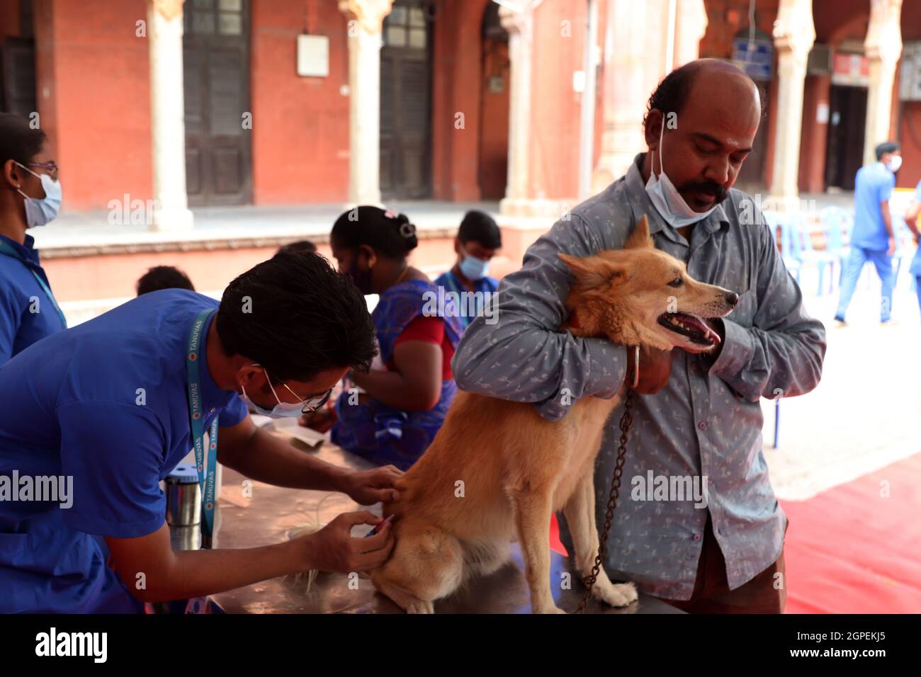 Chennai, Tamil Nadu, Inde. 29 septembre 2021. Un vétérinaire vaccine un chien avec une dose d'un vaccin anti-rage à l'occasion de la Journée mondiale de la rage à l'hôpital universitaire vétérinaire du Tamil Nadu à Chennai. (Credit image: © Sri Loganathan/ZUMA Press Wire) Credit: ZUMA Press, Inc./Alay Live News Banque D'Images