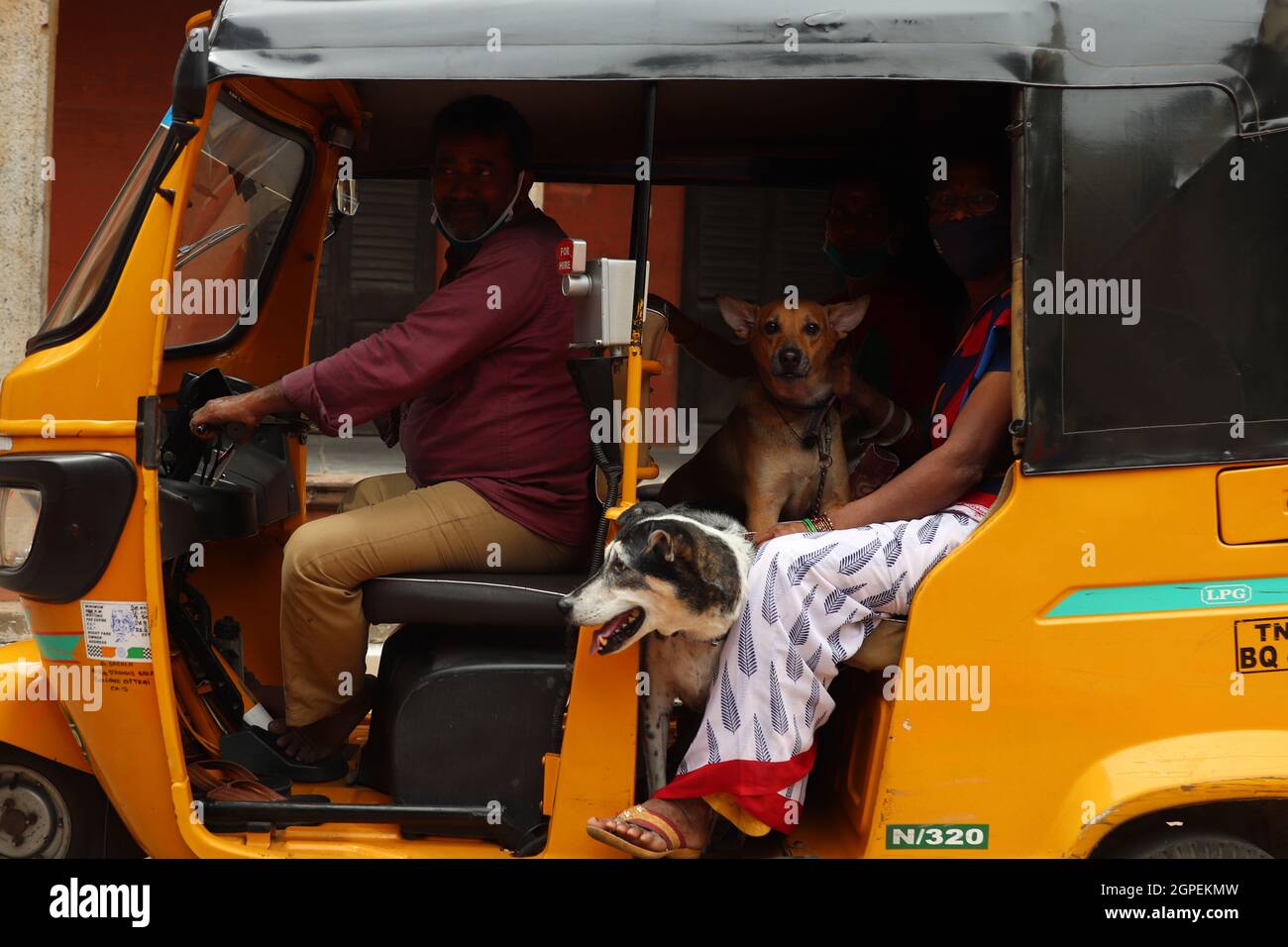 Chennai, Tamil Nadu, Inde. 29 septembre 2021. Une famille arrive en auto pour vacciner ses chiens avec une dose de vaccin antirabique à l'occasion de la Journée mondiale de la rage à l'hôpital universitaire vétérinaire du Tamil Nadu à Chennai. (Credit image: © Sri Loganathan/ZUMA Press Wire) Credit: ZUMA Press, Inc./Alay Live News Banque D'Images