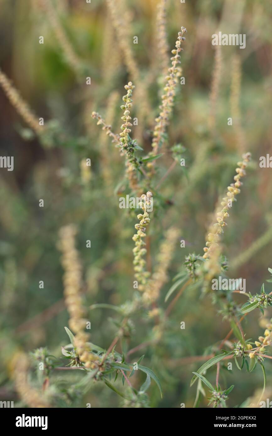 La plante Ambrosia est en fleurs. Heure d'automne Banque D'Images