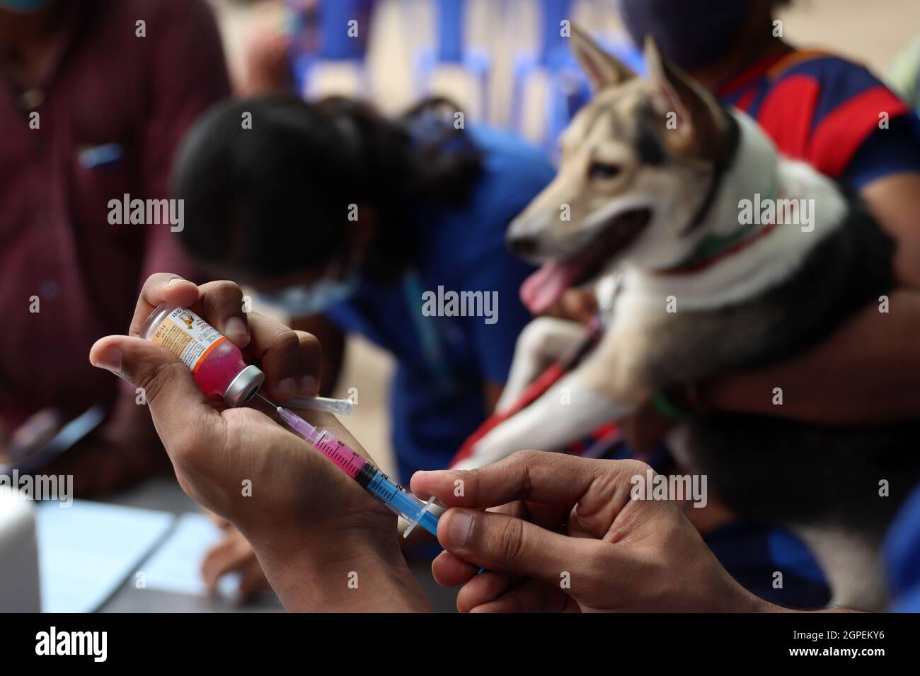 Chennai, Tamil Nadu, Inde. 29 septembre 2021. Un vétérinaire se prépare à vacciner un chien avec une dose d'un vaccin anti-rage à l'occasion de la Journée mondiale de la rage à l'hôpital universitaire vétérinaire du Tamil Nadu à Chennai. (Credit image: © Sri Loganathan/ZUMA Press Wire) Credit: ZUMA Press, Inc./Alay Live News Banque D'Images