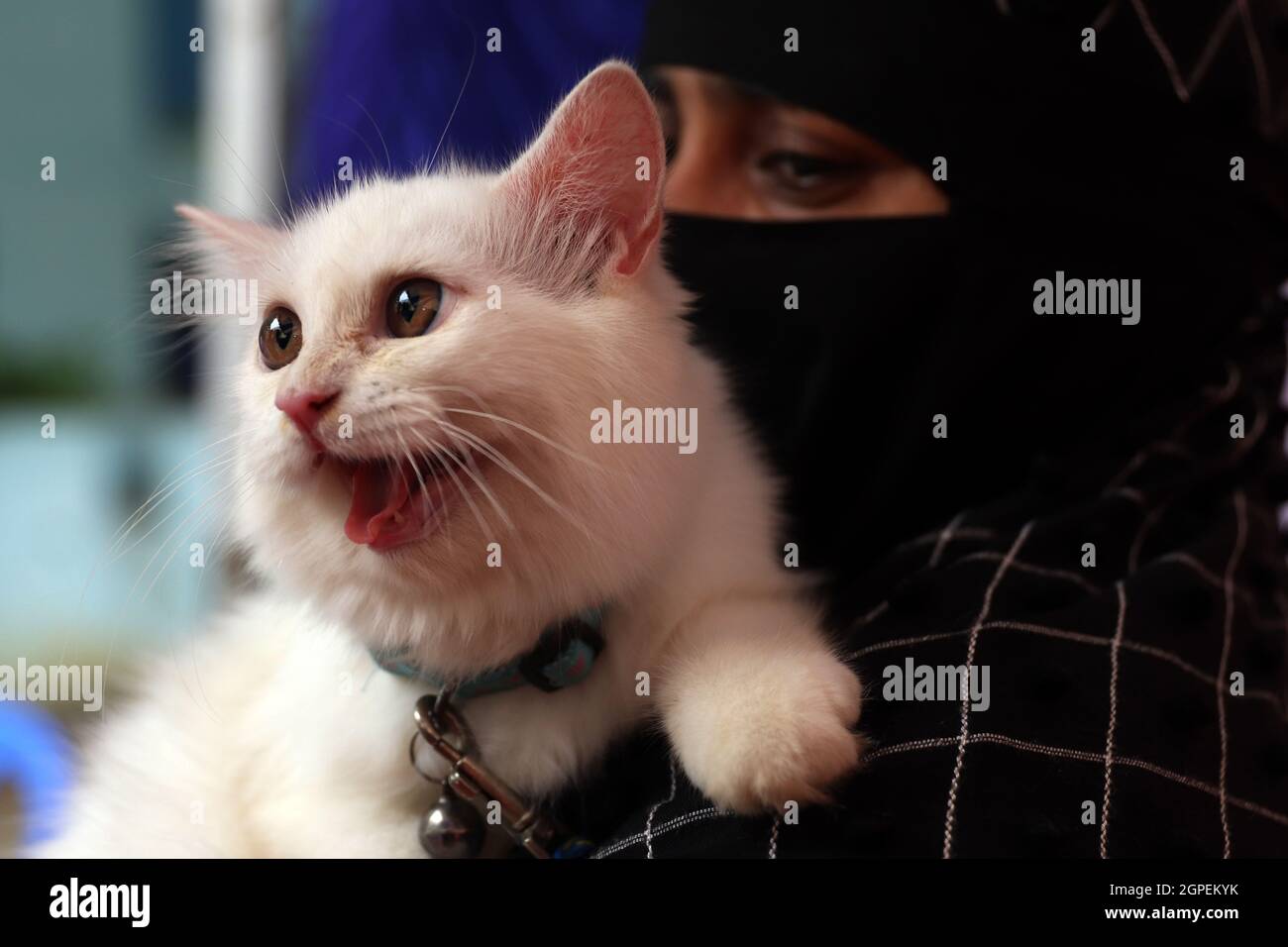 Chennai, Tamil Nadu, Inde. 29 septembre 2021. Un chat attend d'être vacciné avec une dose d'un vaccin anti-rage à l'occasion de la Journée mondiale de la rage à l'hôpital universitaire vétérinaire Tamil Nadu à Chennai. (Credit image: © Sri Loganathan/ZUMA Press Wire) Credit: ZUMA Press, Inc./Alay Live News Banque D'Images