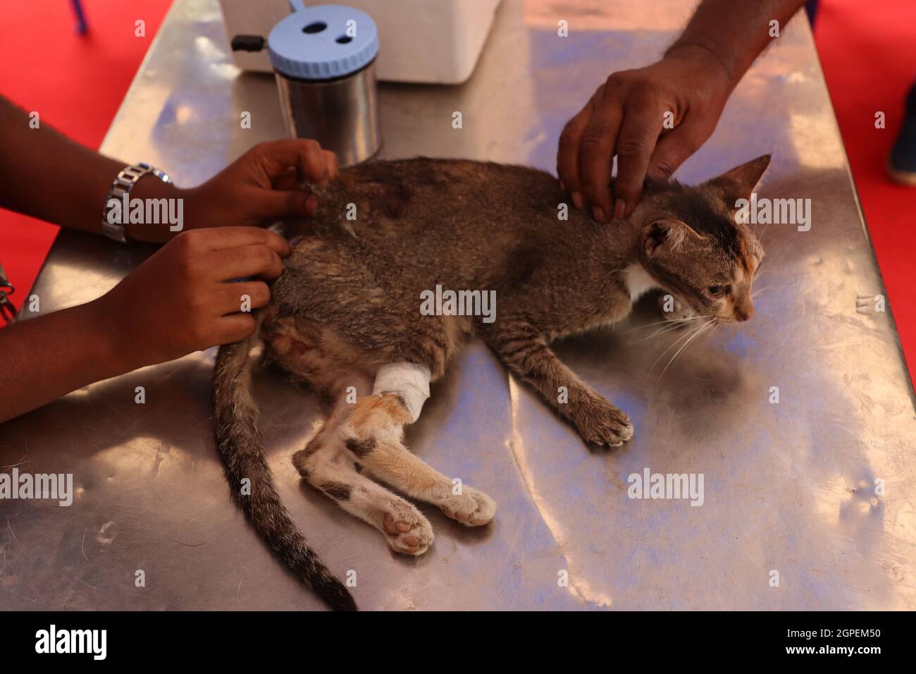 Chennai, Tamil Nadu, Inde. 29 septembre 2021. Un vétérinaire vaccine un chat avec une dose d'un vaccin anti-rage à l'occasion de la Journée mondiale de la rage à l'hôpital universitaire vétérinaire du Tamil Nadu à Chennai. (Credit image: © Sri Loganathan/ZUMA Press Wire) Credit: ZUMA Press, Inc./Alay Live News Banque D'Images