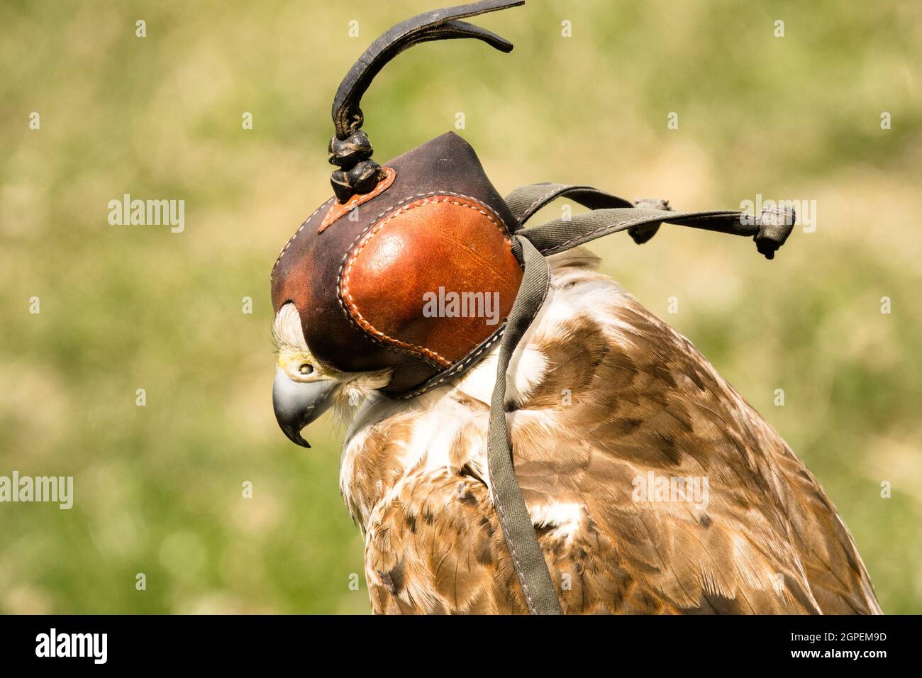 Falcon captif portant une capuche Banque D'Images