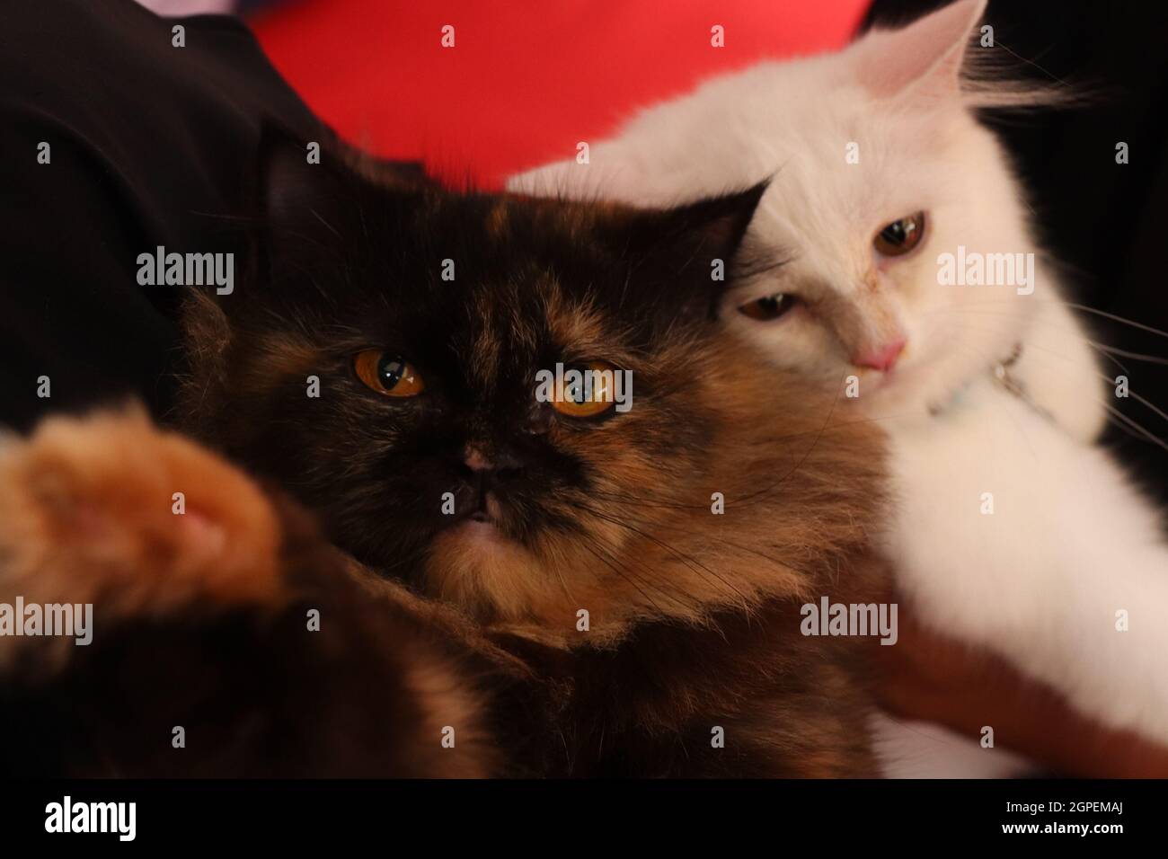 Chennai, Tamil Nadu, Inde. 29 septembre 2021. Les chats attendent d'être vaccinés avec une dose d'un vaccin antirabique à l'occasion de la Journée mondiale de la rage à l'hôpital universitaire vétérinaire Tamil Nadu de Chennai. (Credit image: © Sri Loganathan/ZUMA Press Wire) Credit: ZUMA Press, Inc./Alay Live News Banque D'Images