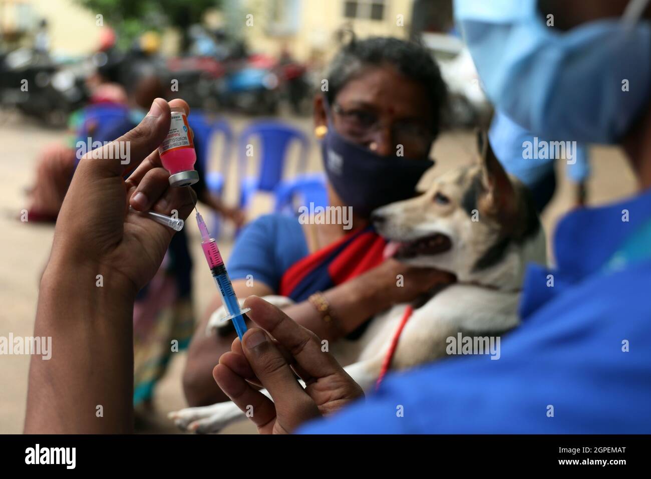Chennai, Tamil Nadu, Inde. 29 septembre 2021. Un vétérinaire se prépare à vacciner un chien avec une dose d'un vaccin anti-rage à l'occasion de la Journée mondiale de la rage à l'hôpital universitaire vétérinaire du Tamil Nadu à Chennai. (Credit image: © Sri Loganathan/ZUMA Press Wire) Credit: ZUMA Press, Inc./Alay Live News Banque D'Images