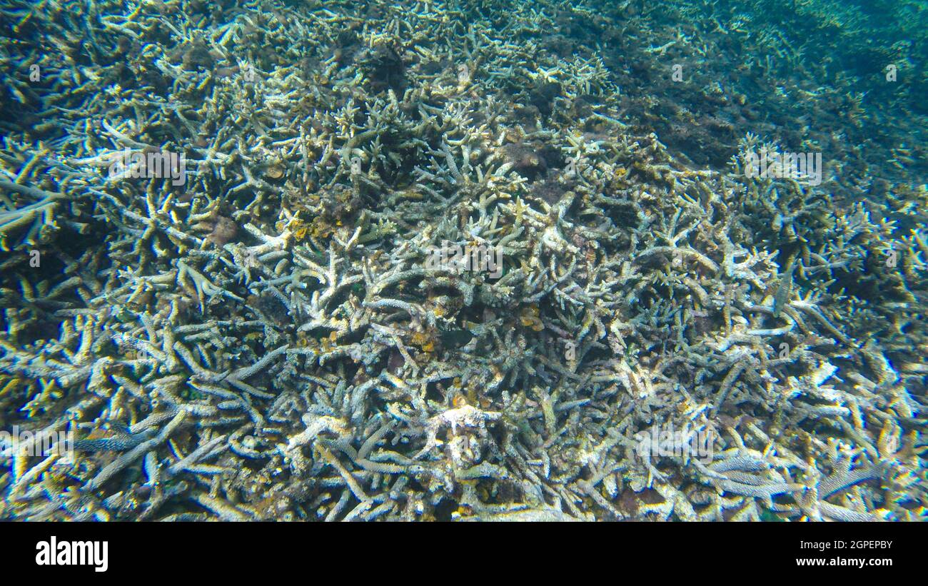 Vue sous-marine des coraux dans un récif d'eau peu profonde sous la lumière visible du soleil. Points de mise au point sélective. Arrière-plan flou Banque D'Images