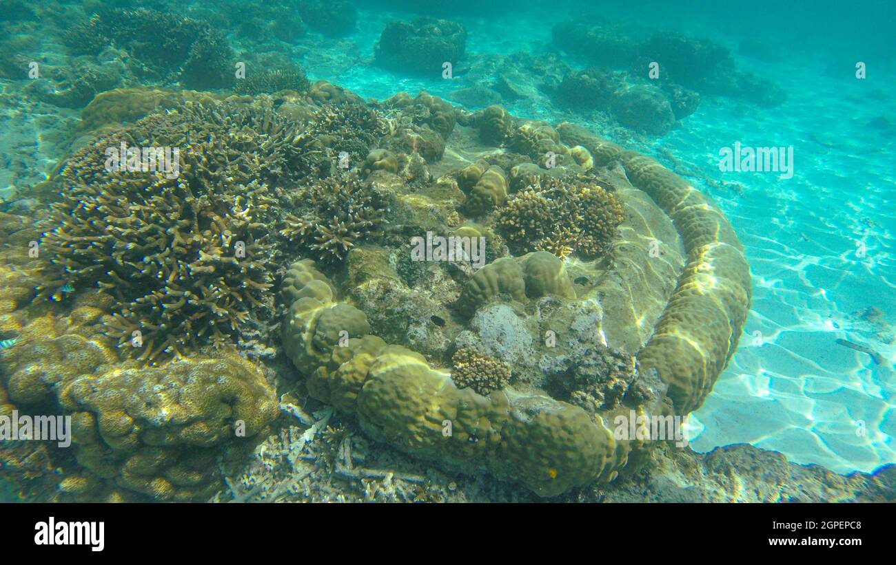 Vue sous-marine des coraux dans un récif d'eau peu profonde sous la lumière visible du soleil. Points de mise au point sélective. Arrière-plan flou Banque D'Images