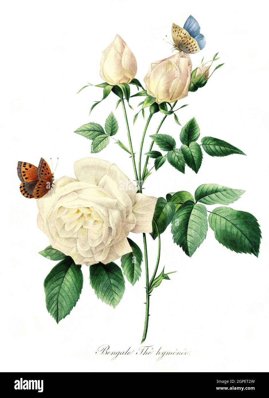 Bengale l'hyméne, Hymene rose, Bengale rose, Rosa chinensis var.. / Bengal rose, Digital aufbereitete Reproduktion einer Aquarellzeichnung aus dem Jahre 1827, von P.J.Redoue, Kupfertafel / reproduction d'un dessin d'aquarelle de 1827, par P.J. Redoue, plaque de cuivre, Originaldatum unbekannt Banque D'Images