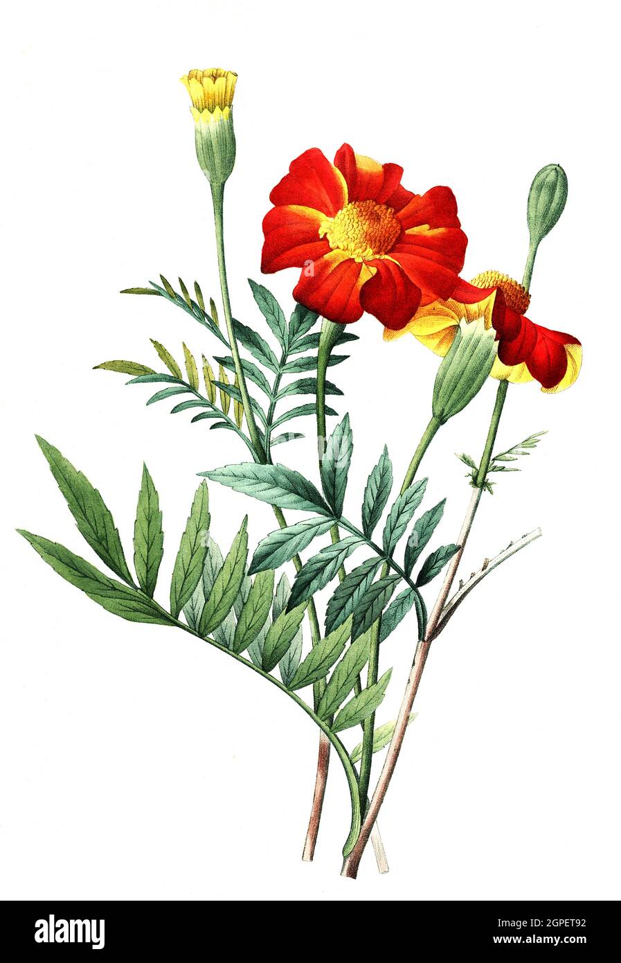 Tagetes, Eillet d'inde, Studentenblume, Samtblume / Tagetes est un genre de plantes annuelles ou pérennes, principalement herbacées de la famille des tournesol Asteraceae, Digital aufbereitete Reproduktion einer Aquarellzeichnung aus dem Jahre 1827, von P. J. J. Redoue, Kupfertafel, reproduction d'eau traitée numériquement à partir de 1827 Redoue, plaque de cuivre, Originaldatum unbekannt Banque D'Images