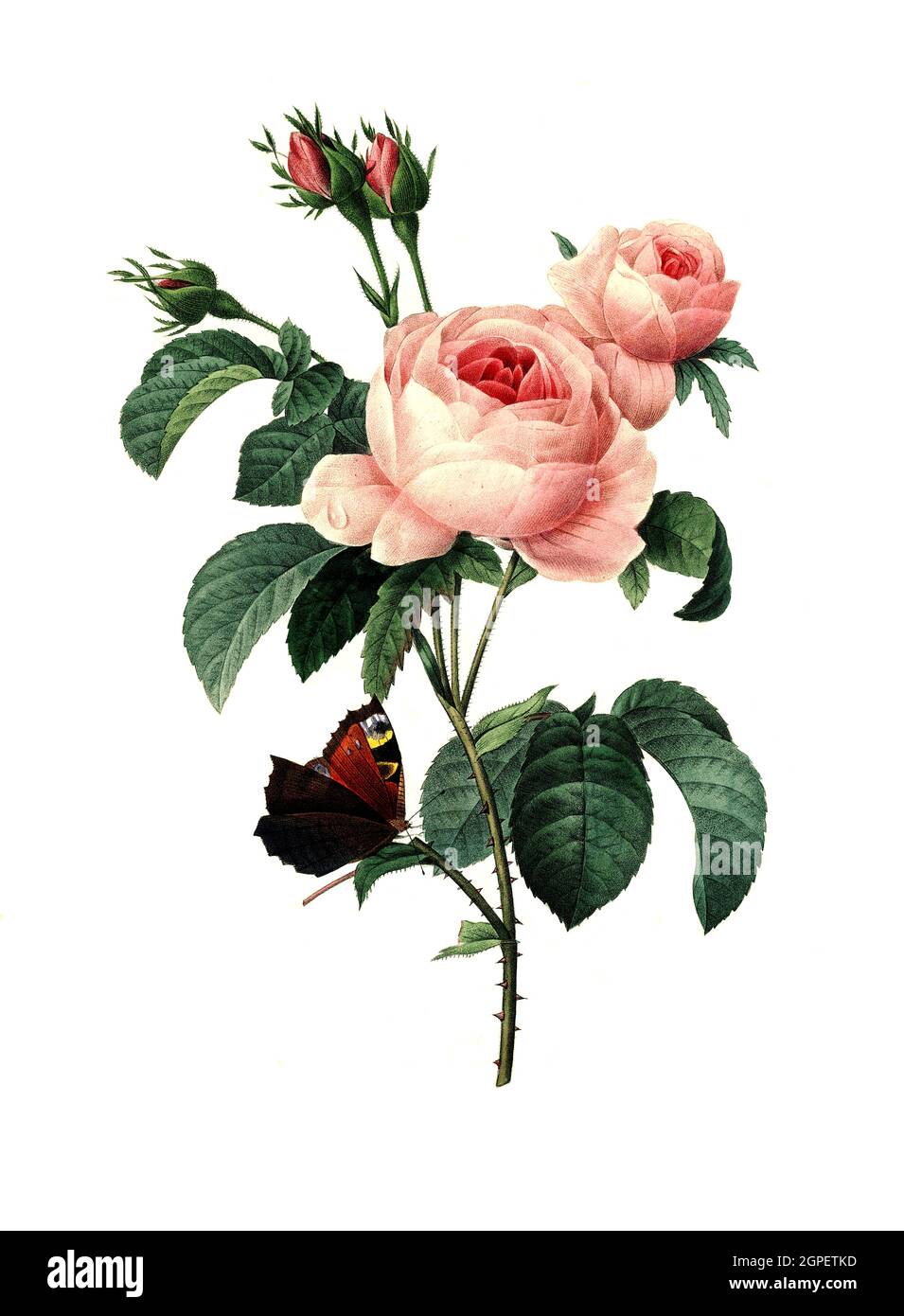 Rosa centifolia, Rose, Zentifolie, Rosengruppe mit gefüllten Blüten, die zu den alten Rosen zählt / Rosa centifolia, la rose de Provence, la rose de chou ou la rose de Mai, est une rose hybride développée par les éleveurs hollandais entre le XVIIe siècle et le XIXe siècle, Digital aufbereitete Reproduktion einer Aquarellzeichnung aus dem Jahre 1827, von P.J.Redoue, Kupfertafel / reproduction d'un dessin d'aquarelle réalisé en 1827, par P.J. Redoue, plaque de cuivre, Originaldatum unbekannt Banque D'Images