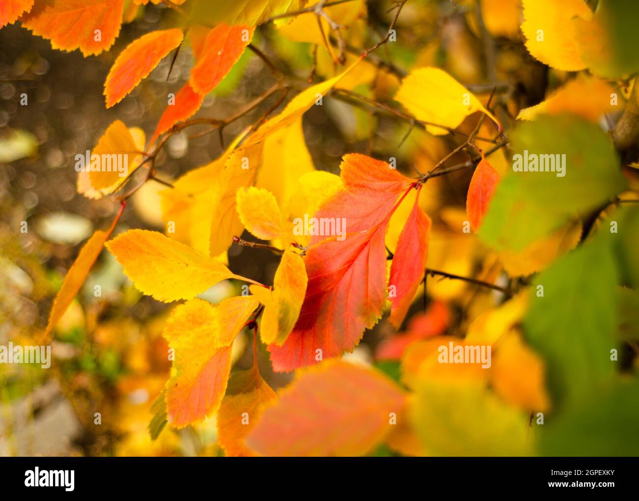 Feuilles rouges orange et jaunes. Arrière-plans d'automne. Banque D'Images