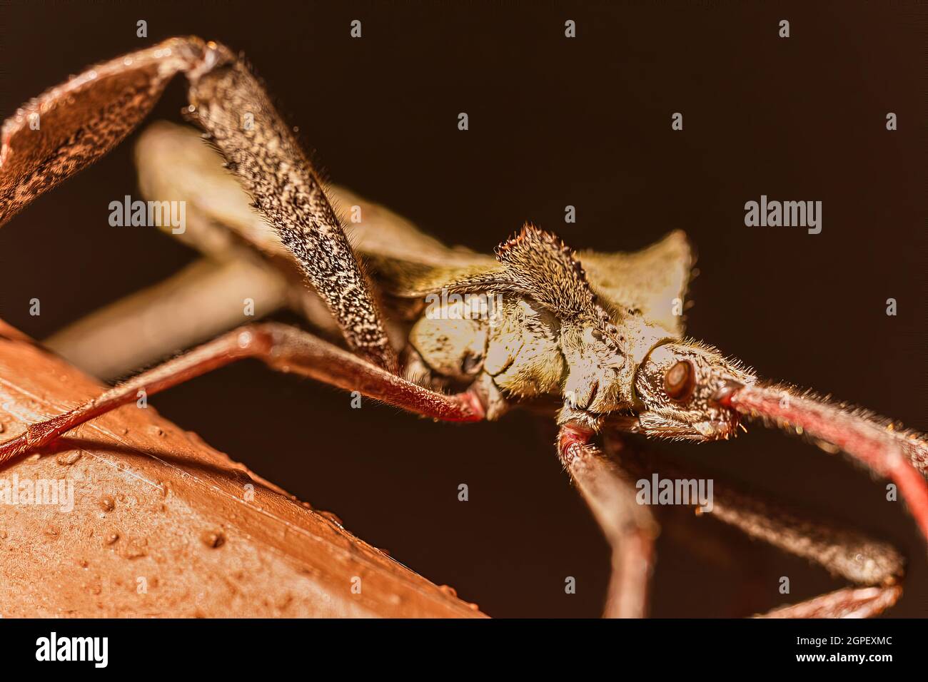 Photo macro d'un insecte de roue marchant sur une surface avec un arrière-plan flou Banque D'Images