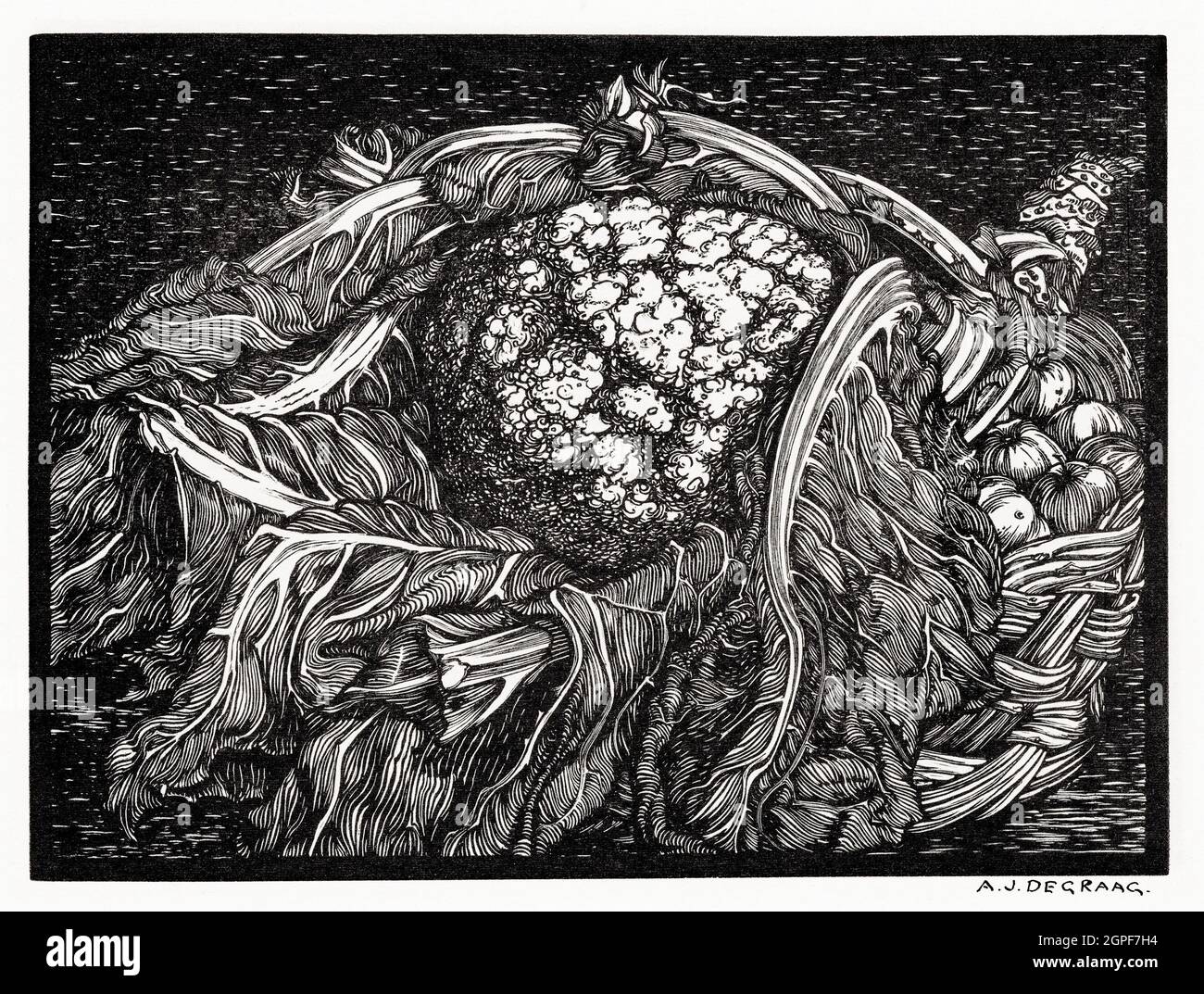 Chou-fleur de Julie de Graag (1877-1924). Banque D'Images