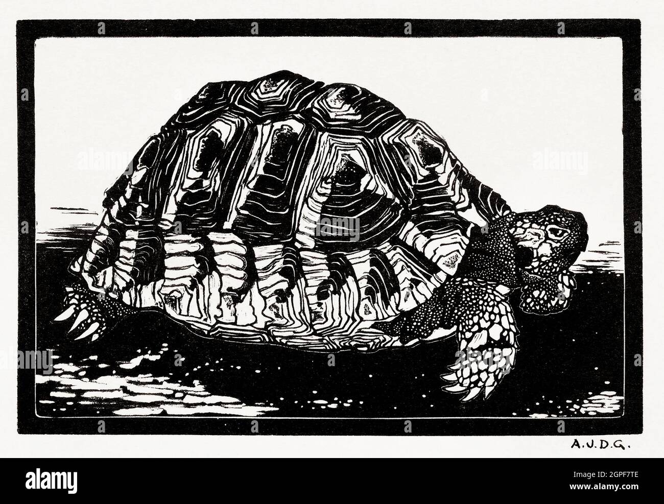 Tortue par Julie de Graag (1877-1924). Banque D'Images
