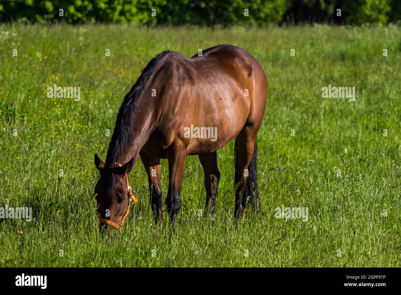 Un cheval s'empresse sur un pré au printemps en sarre Banque D'Images