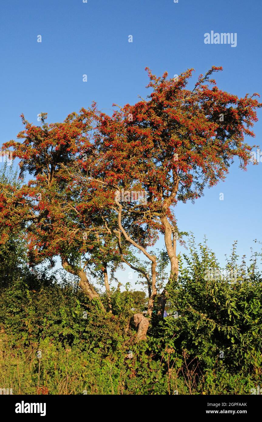 Arbre de hawthorn (Crateegus monogyna) recouvert de haws mûrs.Baies de Hawthorn. Banque D'Images