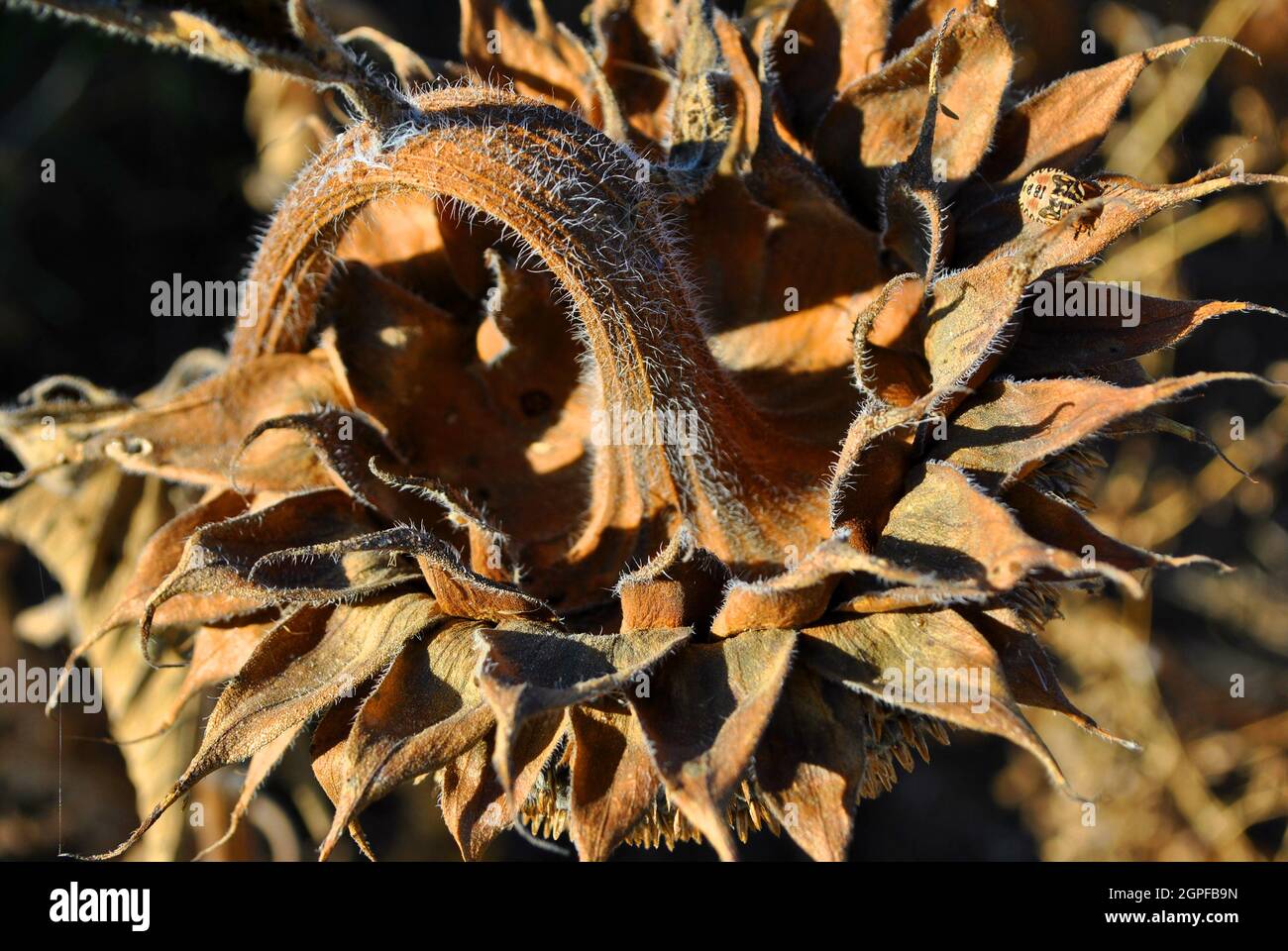 Tournesol feuilles sèches jaune-marron de tête mûre, fond naturel organique Banque D'Images