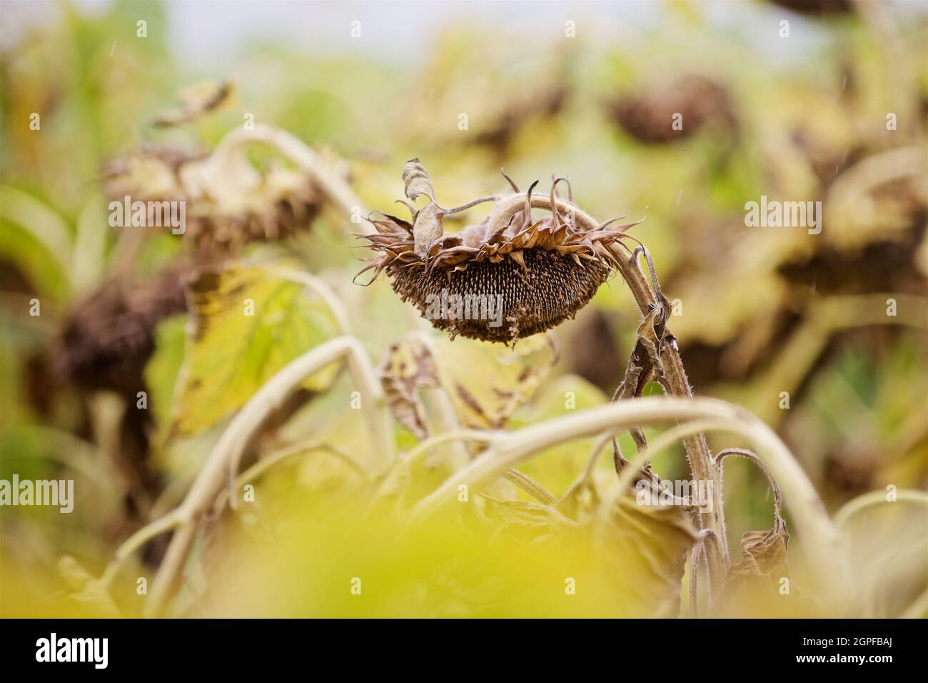 tournesol mûr sur le terrain en automne Banque D'Images